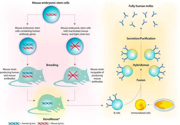 transgenic mice xenomouse