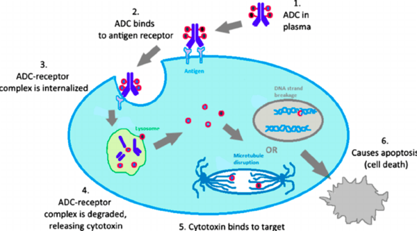 Antibody Drug Conjugate Mechanism