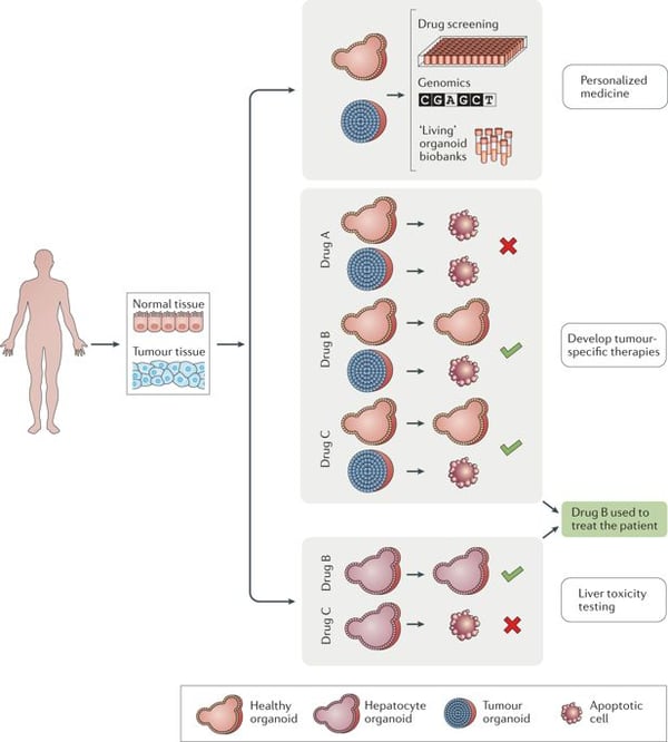 Figure from Organoids in Cancer Research