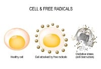 oxidative stress model