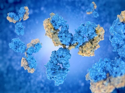 5 Things You Need to Know About Antibodies in Research