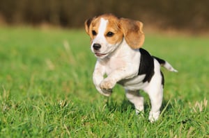 Beagle puppy