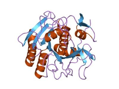 Proteinase K molecular structure