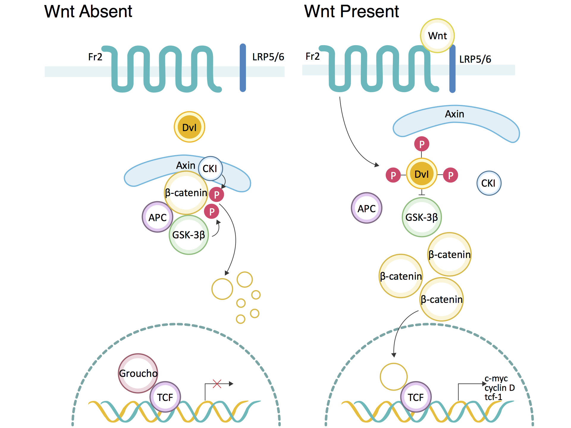 A Thorough Introduction of Wnt/β-Catenin Signaling Pathway